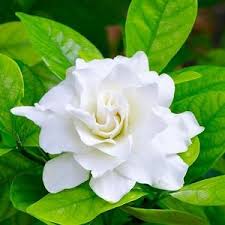 Gardenia Jasminoides Veitchii Everblooming Gardenia In 2020 Gardenia Plant Australian Plants Plants