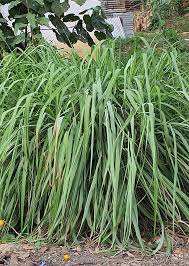 Image result for Cymbopogon nardus