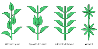 We did not find results for: Understanding Identifying And Using Cannabis Leaves Sensi Seeds
