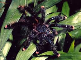 The avicularia spiders as a group comprise some of the most popular pet species in the trade and are one of the most widespread groups of tarantulas worldwide. The Pink Toed Tarantula Aviculara Avicularia Kaieteur News