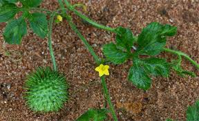 Image result for Cucumis engleri