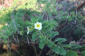 Image result for Pedalium