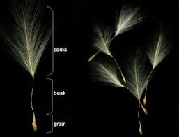 Image result for Strophanthus amboensis