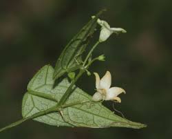 Image result for Zehneria tridactyla