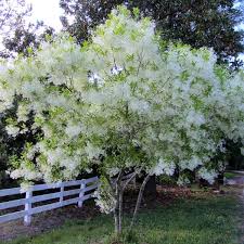 Image result for Chionanthus