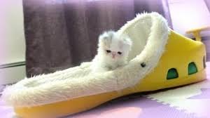 Image result for kittens