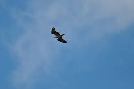 Scott Weidensaul Reflections. 2006 | by Shavers Creek | Shavers Creek |  Medium