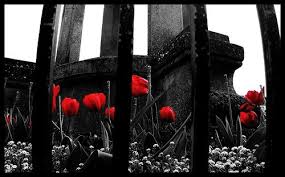 What Is Black And White And Red All Over Black White And Red All Over Selective Color Photography Red Photography White Photography