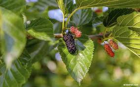 Check spelling or type a new query. Penting Inilah 30 Jenis Daun Yang Berkhasiat Obat Blog Unik