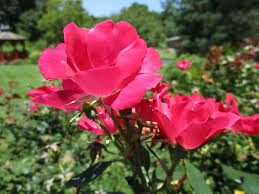 Check spelling or type a new query. Rosa Hybrida Radrazz Pp 11836 Knock Out Knockout Red Rose Knock Out Rose Purple Meidiland North Carolina Extension Gardener Plant Toolbox