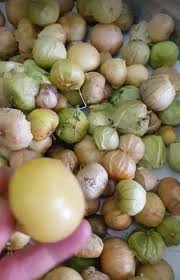 Altin Cilek Ve Receli