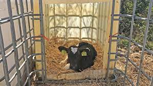 Family Dairy Saves Money By Making Their Own Calf Hutches - Farmers Weekly