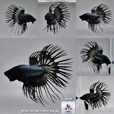 Check spelling or type a new query. 16 Best Black And White Fish Tank Ideas Fish Tank Black And White Fish