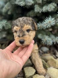 Image result for lakeland teriér