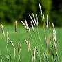 Profile Picture of Timothy Grass - Phleum pratense - Great Basin Seed (@greatbasinseeds.com) on Google