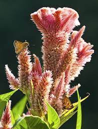 Skippers On Celosia Beautiful Flowers Pictures Coxcomb Flowers Beautiful Flowers
