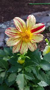 Although the history of plant taxonomy extends back to at least around 300 b.c. Planted A Dahlia For The First Time And It Bloomed Gardening Garden Diy Home Flowers Roses Nature Landscaping Horticulture Plants Dahlia Bloom
