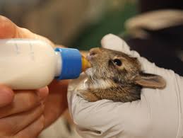 In the wild, a mother rabbit stays away from her babies, to avoid attracting predators to the nest. Important Tips To Follow While Caring For A Newborn Baby Rabbit Pet Ponder
