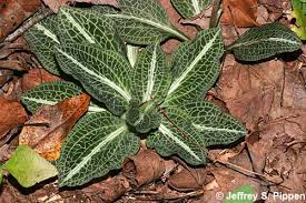 Image result for Goodyera