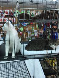 We work with dog & cat adoption partners across north america to help pets in need find loving homes. Brooklyn Animal Action Brooklyncats Twitter