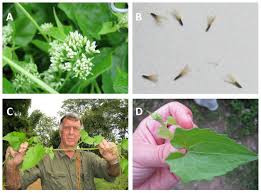 Image result for Mikania