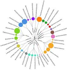 Image result for Andropogon pseudapricus