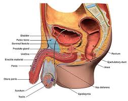 Image result for Prostate Cancer