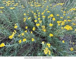 Image result for Helichrysum panduratum