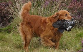 Welcome to ashmhorgold retrievers we have a small kennel of golden retrievers in an aonb, at the bottom of bredon hill, worcestershire. Retrievers Is It Time To Change Your Labrador The Field