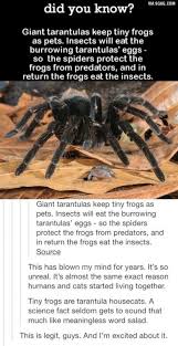 Giant Tarantulas Keep Tiny Frogs As Pets Tarantula Facts Tarantula Nature Photos
