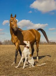 akhal teke mare and ibizan hound akhal teke horses horse breeds akhal teke