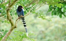 Blue bird with long tail. Wallpaper Long Tail Bird Blue Feathers Tree Green Leaves 1920x1200 Hd Picture Image