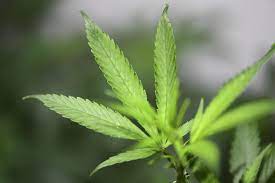 Senate Panels Hear Competing Proposals On How To Legalize Recreational Cannabis In Ri Wpri Com