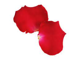 Red Rose Leaves Transparent Png Image Freepngimage Com