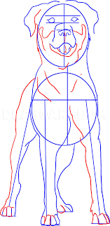 Some of the coloring page names are rottweiler coloring at colorings to and color, rottie charm rottweiler dog with color drawing by kelli swan, rottweiler coloring available for simple and detailed. How To Draw A Rottweiler Coloring Page Trace Drawing
