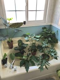 Should I Get An Indoor Grow Light Details In Comments Indoorgarden