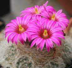 Los cactus son plantas suculentas. Los Cactus Con Flores Mas Espectaculares Jardineria On