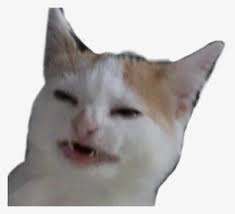 Discover 126 free cat meme png images with transparent backgrounds. Cat Reaction Reactioncat Catreaction Meme Confused Tag A Friend If They Don T Respond They Owe You A Cat Hd Png Download Transparent Png Image Pngitem