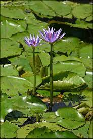 Blue Lotus Of The Nile Lily Nymphaea Caerulea Blue Lotus Sacred Plant Lily