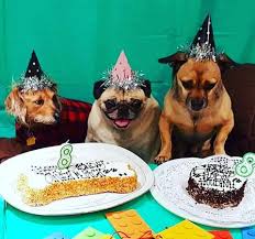 Our funny halloween costumes for pets are made with comfort and flexibility in mind, so your dog or cat will be able to participate in all your favorite festivities. Dog Themed Birthday Party Ideas How To Throw A Party For Your Dog From The Dog Bakery The Dog Bakery