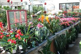 We did not find results for: 14 Striking Indoor Plants To Beat The Winter Blues Pennlive Com