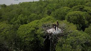 Kata kata rindu terindah dari canva. Gonda Mangrove Park Tawarkan Sensasi Susur Mangrove Dan Jelajah Surga Bawah Laut Yang Eksotis Samudranesia Id