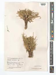 Image result for Caroxylon littoralis