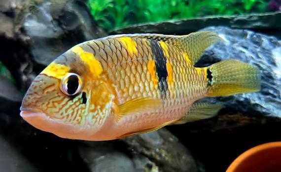 My Royal Acara looks stunning all of a sudden....