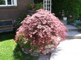 Lace Leaf Maple Crimson Queen Tri City Nursery 5 00 Perennial Place Small Shrubs Back Gardens Garden