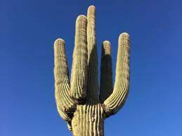 The spines on a cactus help to protect it from humans and animals. How Does A Cactus Survive In The Desert Cactusway