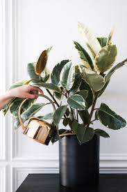 Maybe you would like to learn more about one of these? A Complete Guide To Caring For Rubber Plants And Answers To Why Yours Might Be Dying Vintage Revivals