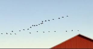 Birds Of A Feather Flock Together Meaning In English Birds Of A Feather Flock Together Diana Derringer Bird Feathers Flocking Idioms