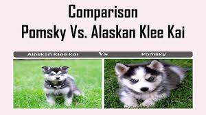 The alaskan klee kai tend to be a little 'dog aggressive' if not socialized properly. Characteristics Of Pomsky Vs Alaskan Klee Kai Video Dailymotion