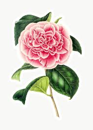 Hand Drawn Pink Camellia Flower Sticker With A White Border Design Element Free Image By Rawpixel Com In 2020 Camellia Flower Illustration How To Draw Hands